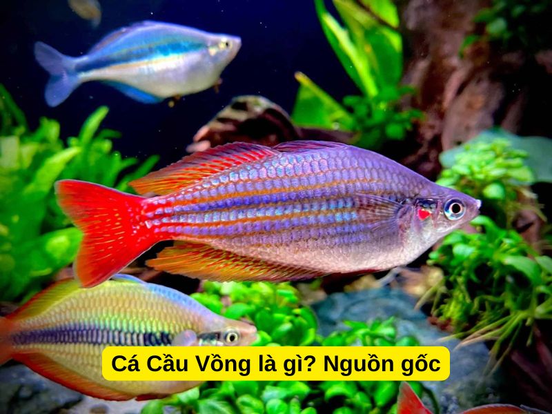 Cá Cầu Vồng là gì? Nguồn gốc