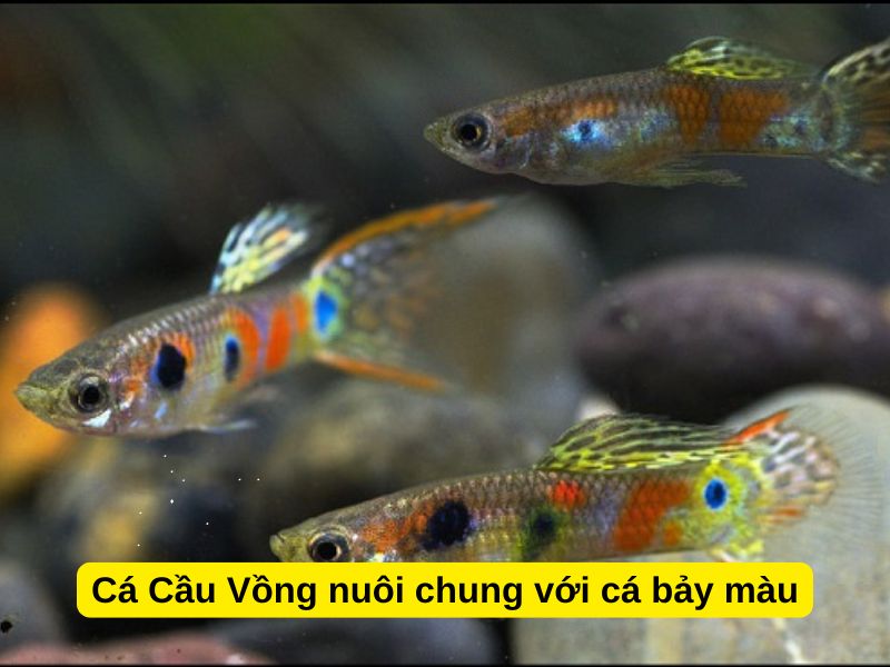 Cá Cầu Vồng nuôi chung với cá bảy màu