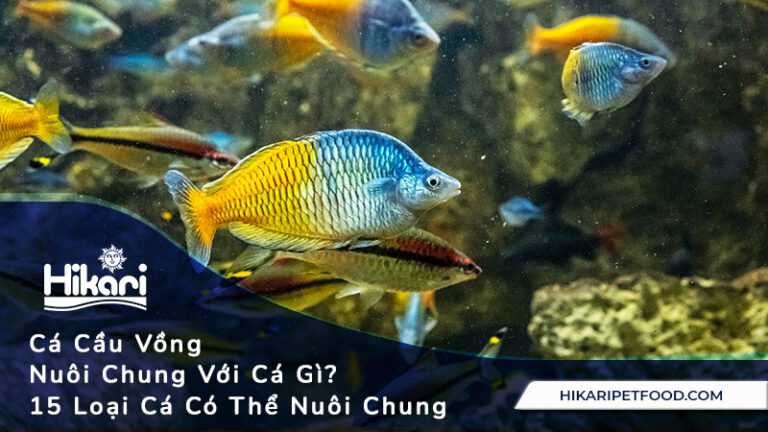 Cá Cầu Vồng Nuôi Chung Với Cá Gì? 15 Loại Cá Có Thể Nuôi Chung