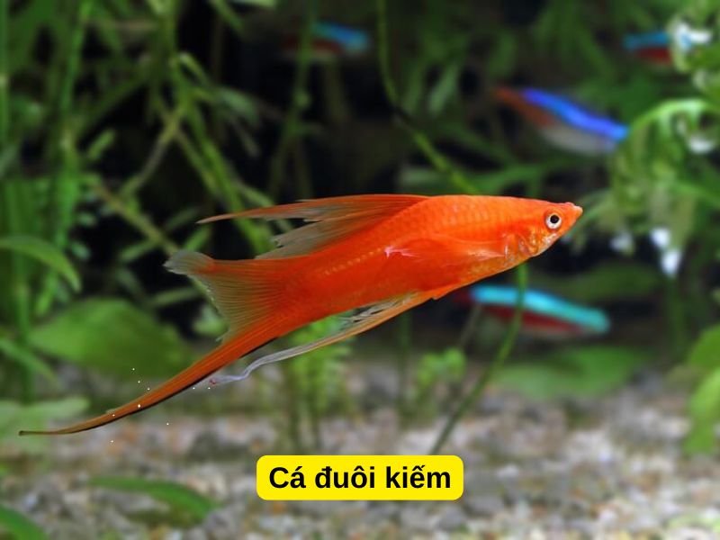Cá đuôi kiếm