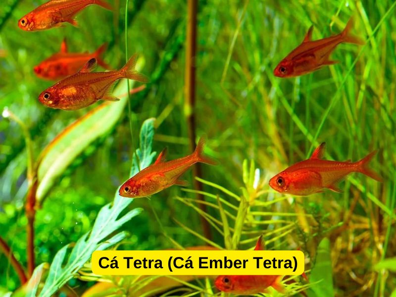 Cá Tetra