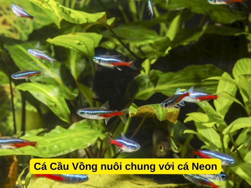 Cá Cầu Vồng nuôi chung với cá Neon