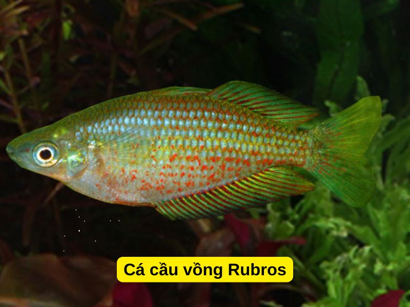 Cá Cầu Vồng Rubros