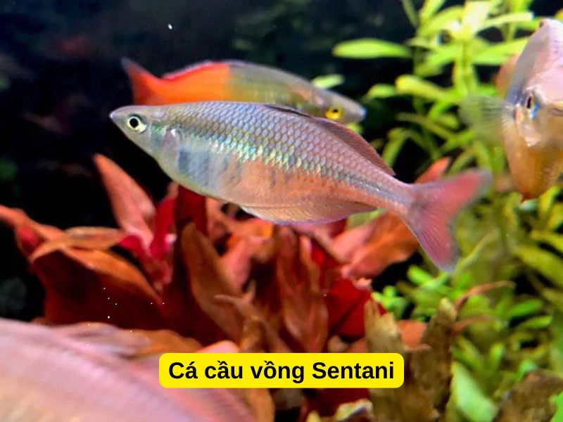 Cá Cầu Vồng Sentani