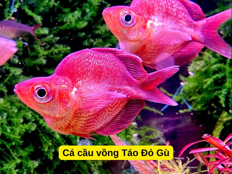 Cá Cầu Vồng Táo Đỏ Gù