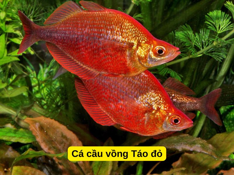 Cá Cầu Vồng Táo Đỏ
