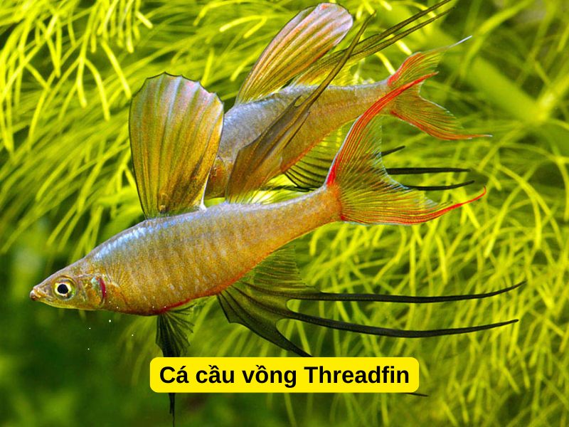 Cá Cầu Vồng Threadfin