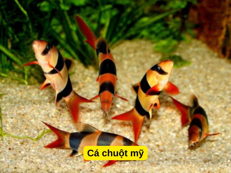 cá chuột mỹ