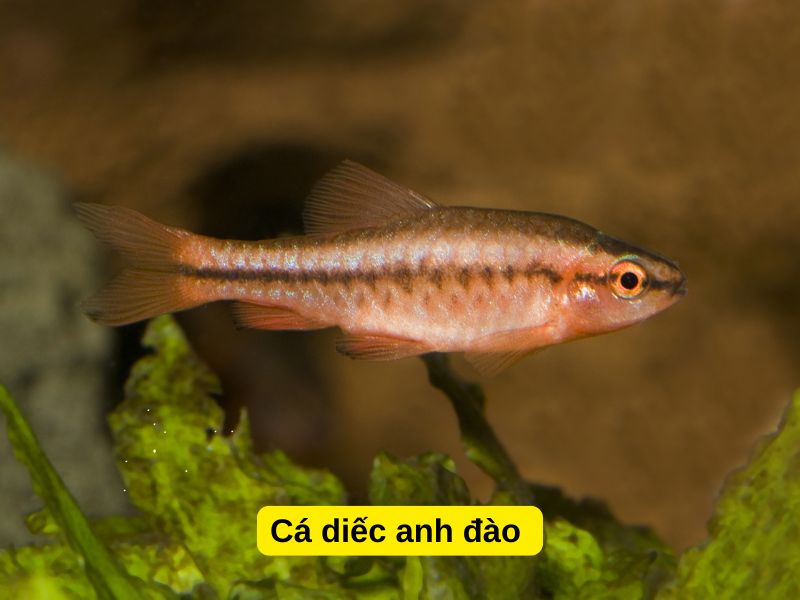 Cá diếc anh đào