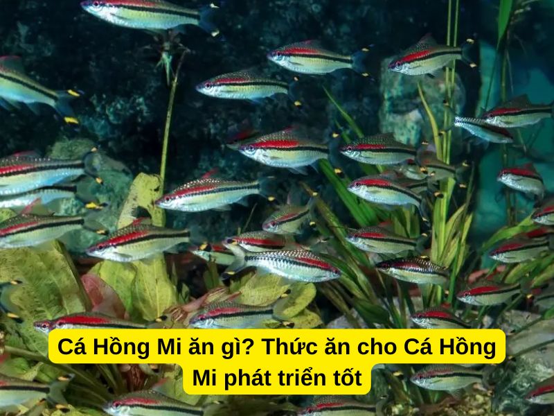 Cá Hồng Mi ăn gì? Thức ăn cho Cá Hồng Mi phát triển tốt