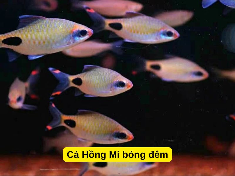 Cá Hồng Mi bóng đêm