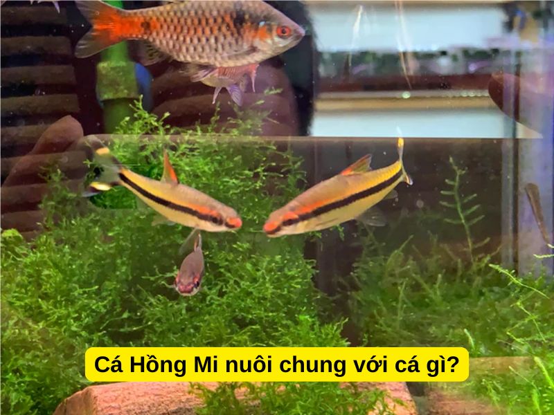 Cá Hồng Mi nuôi chung với cá gì?