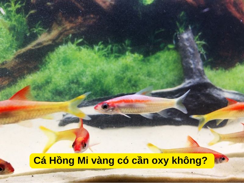 Cá Hồng Mi vàng có cần oxy không?