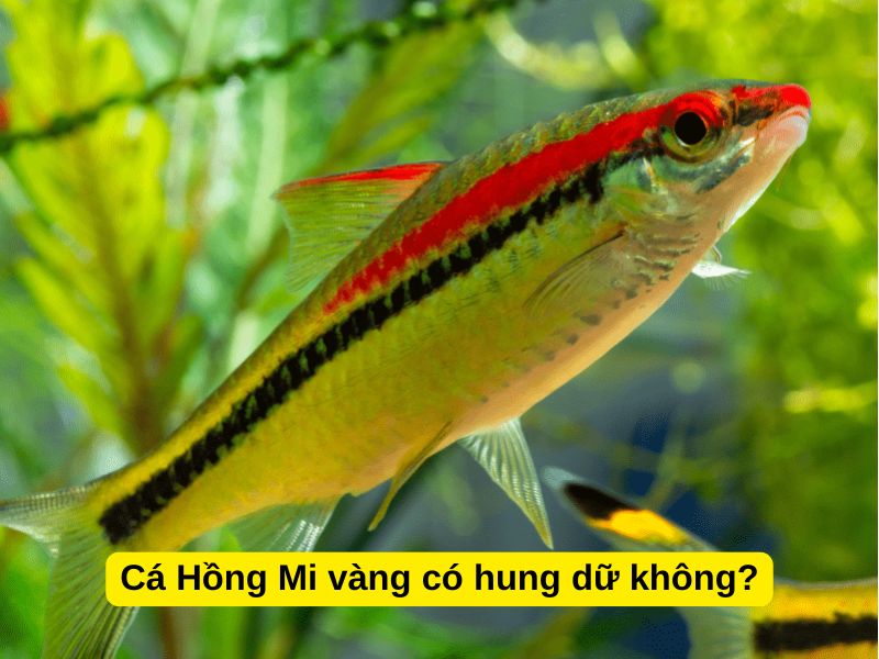 Cá Hồng Mi vàng có hung dữ không?