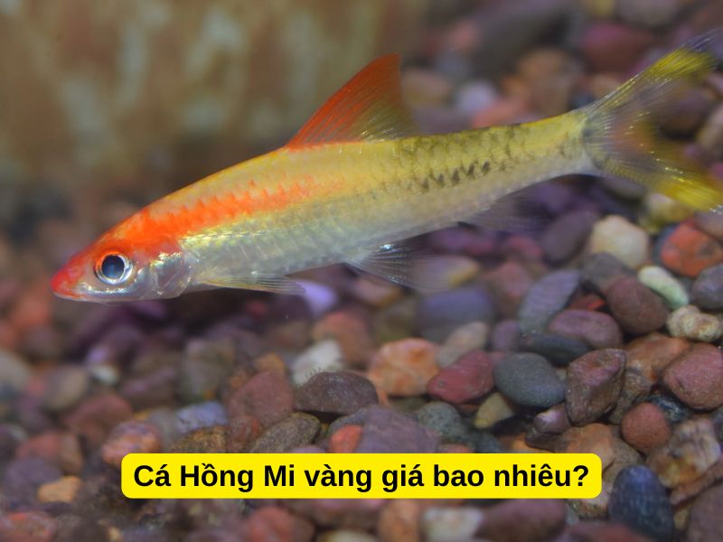 Cá Hồng Mi vàng giá bao nhiêu?