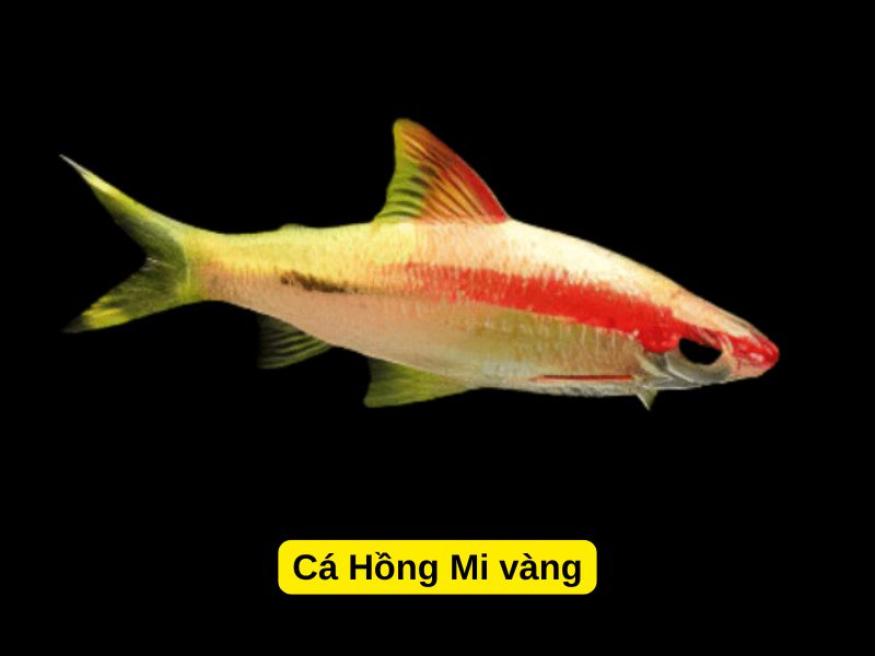 Cá Hồng Mi vàng