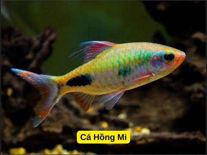 Cá Hồng Mi