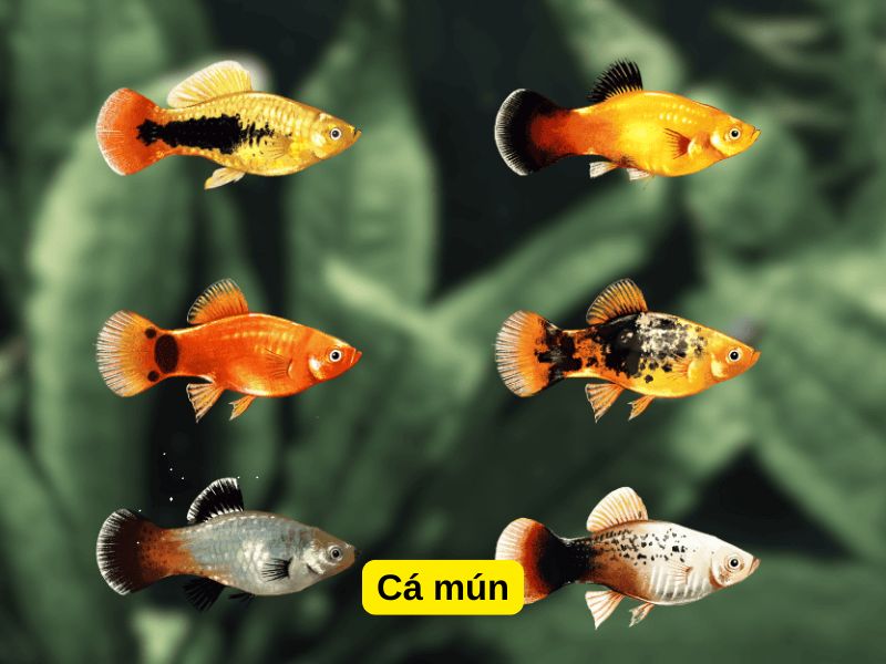 Cá mún