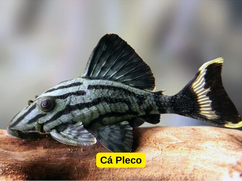 Cá Pleco