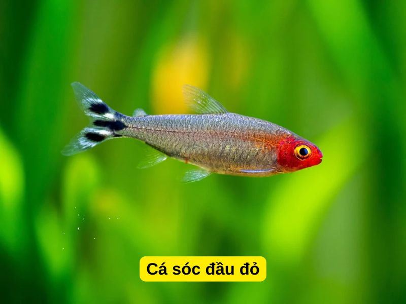 Cá sóc đầu đỏ