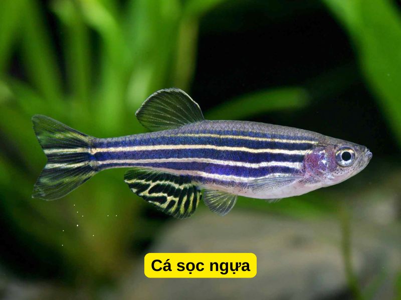 Cá sọc ngựa