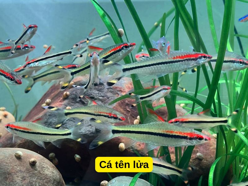 Cá tên lửa