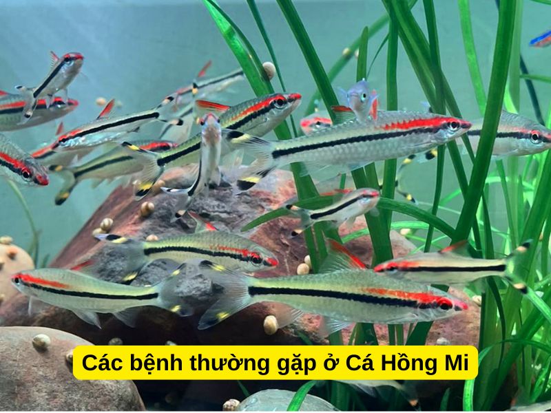 Các bệnh thường gặp ở Cá Hồng Mi