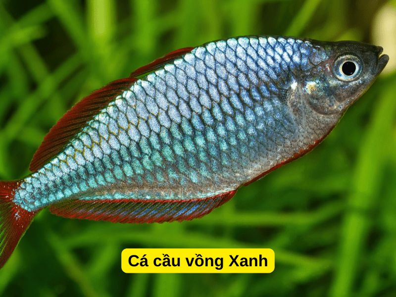 Cá Cầu Vồng Xanh