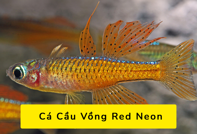 Các loại cá cầu vòng Red Neon