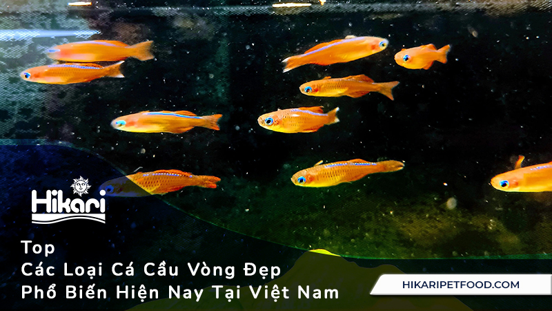 Top 11 Các Loại Cá Cầu Vòng Đẹp Phổ Biến Hiện Nay Tại Việt Nam