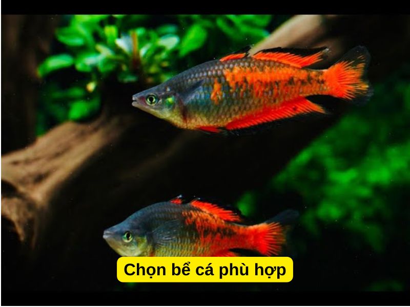 Chọn bể cá phù hợp