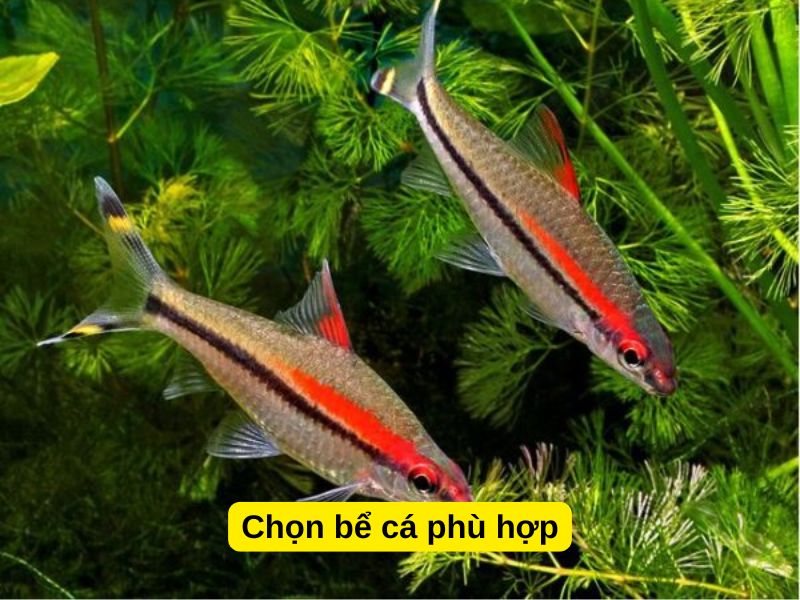 Chọn bể cá phù hợp