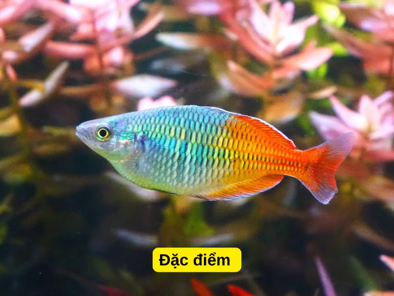 Đặc điểm 