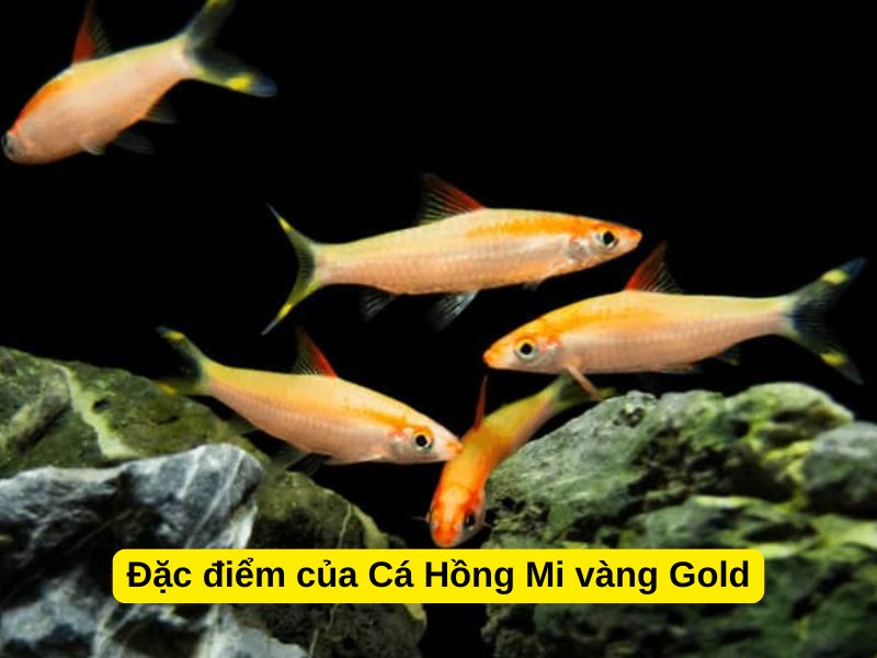 Đặc điểm của Cá Hồng Mi vàng Gold