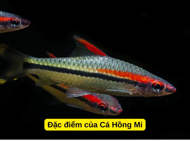 Đặc điểm của Cá Hồng Mi