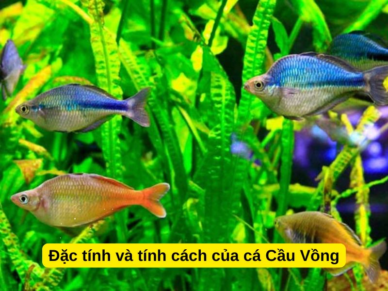 Đặc tính và tính cách của cá Cầu Vồng