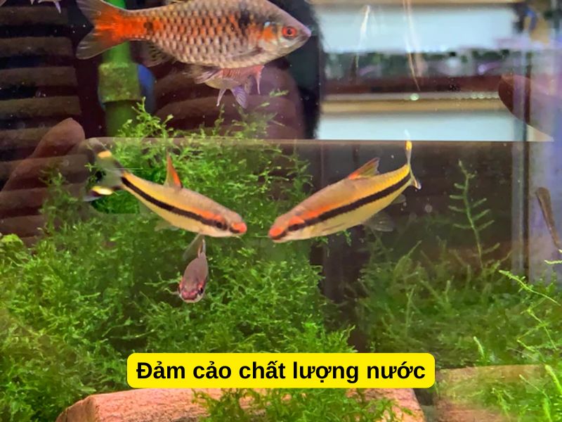 Đảm báo chất lượng nước