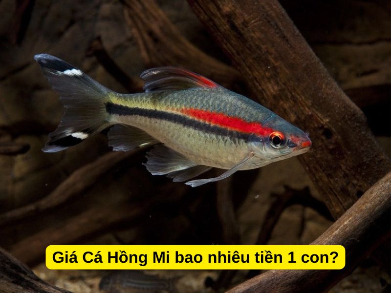Giá Cá Hồng Mi bao nhiêu tiền 1 con?
