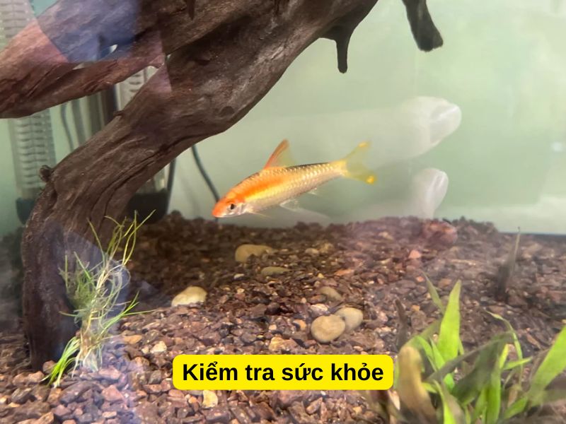 Kiểm tra sức khỏe
