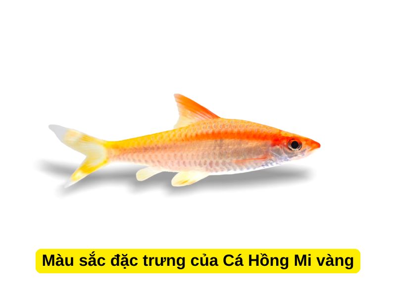Màu sắc đặc trưng của Cá Hồng Mi vàng