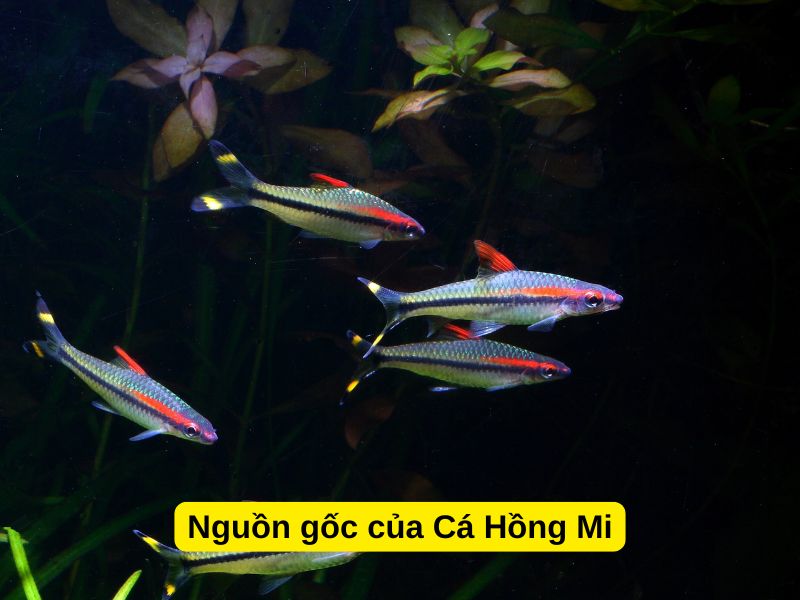 Nguồn gốc của Cá Hồng Mi