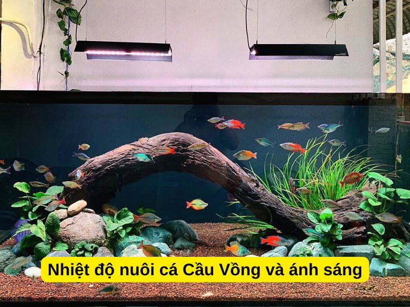 Nhiệt độ nuôi cá Cầu Vồng và ánh sáng
