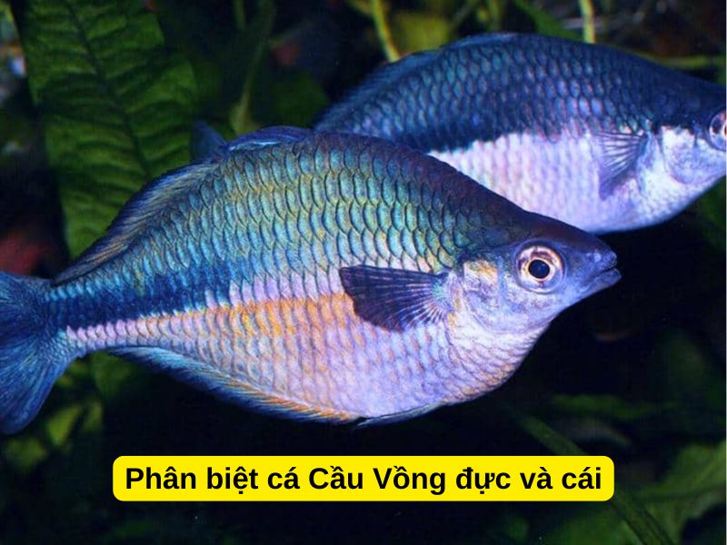 Phân biệt cá Cầu Vồng đực và cái