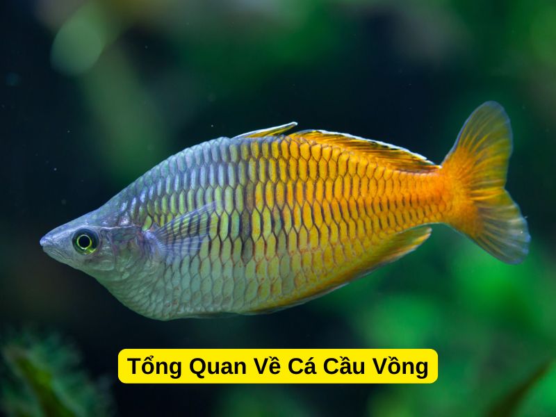 Tổng Quan Về Cá Cầu Vồng