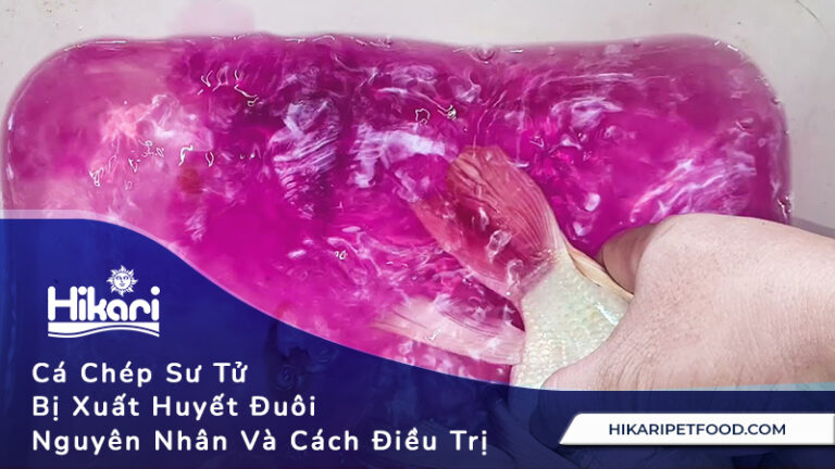Cá Chép Sư Tử Bị Xuất Huyết Đuôi, Nguyên Nhân Và Cách Điều Trị