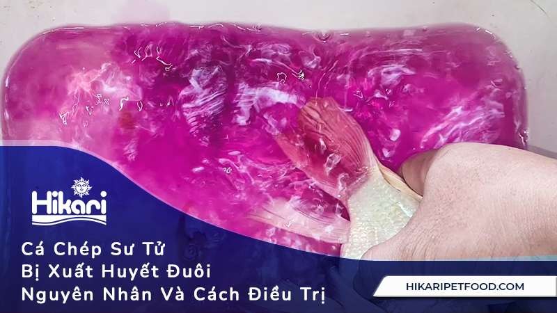 Cá Chép Sư Tử Bị Xuất Huyết Đuôi, Nguyên Nhân Và Cách Điều Trị