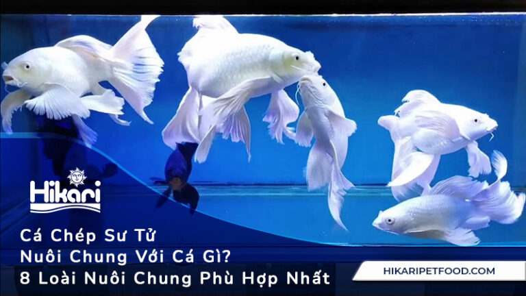 Cá Chép Sư Tử Nuôi Chung Với Cá Gì? 8 Loài Cá Phù Hợp Nhất