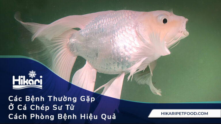 Các Bệnh Thường Gặp Ở Cá Chép Sư Tử, Cách Phòng Bệnh Hiệu Quả