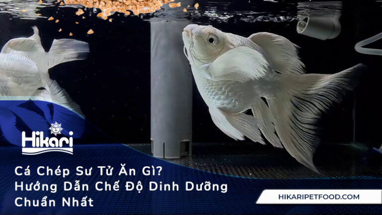 Cá Chép Sư Tử Ăn Gì? Hướng Dẫn Chế Độ Dinh Dưỡng Chuẩn Nhất