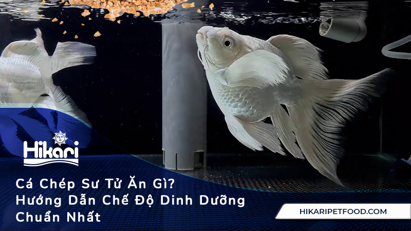 Cá Chép Sư Tử Ăn Gì? Hướng Dẫn Chế Độ Dinh Dưỡng Chuẩn Nhất